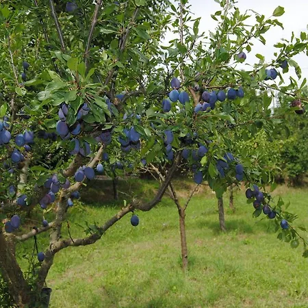 Farm stay La Chiusuraccia